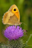 Meadow Brown